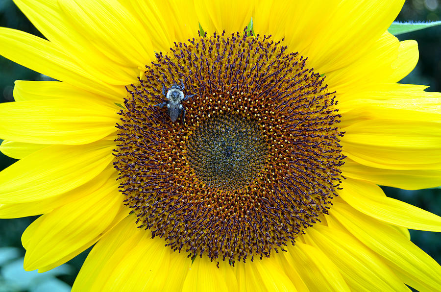 Sunflower Digital Art - Bumble Bee on Sunflower by Eva Kaufman