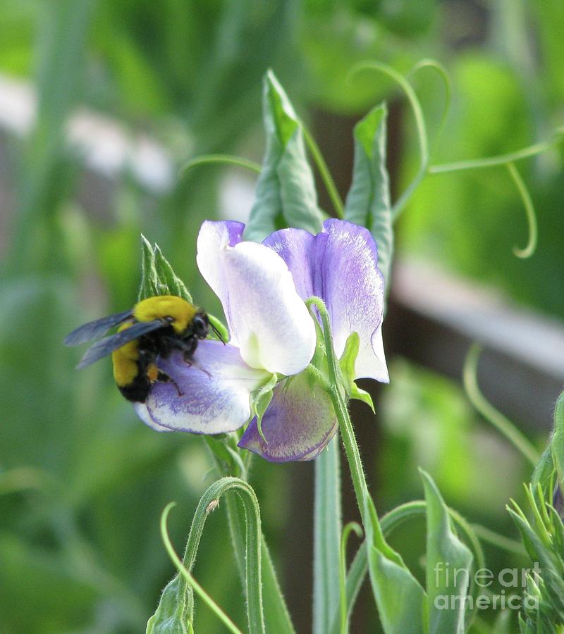 Bumble Bee on Sweet Pea Photograph by Michele Penner