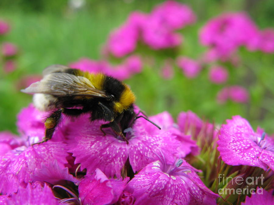 Summer Photograph - Bumble Bee Searching the Pink Flower by Ausra Huntington nee Paulauskaite