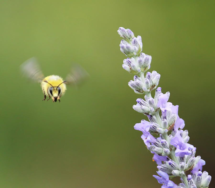 Bumble Bee to Lavender Photograph by Angie Vogel