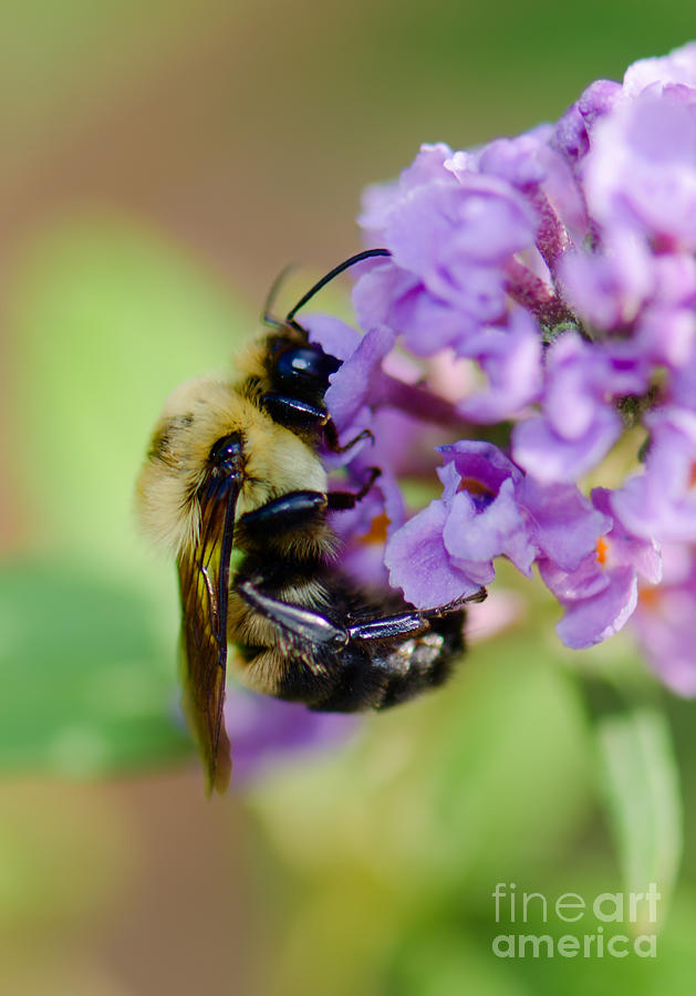 Bumblebee 1 Photograph