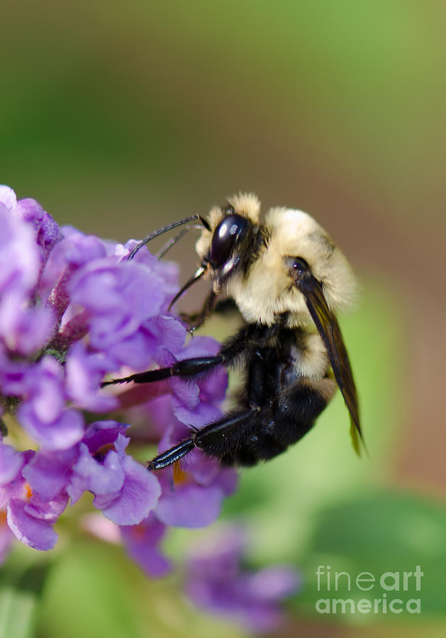 Bumblebee 2 Photograph by Betty LaRue