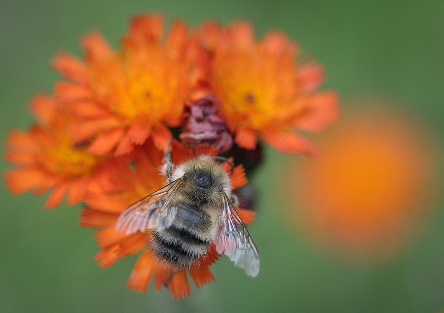 Bumblebee and Orange Hawkweed Photograph by Ronda Broatch