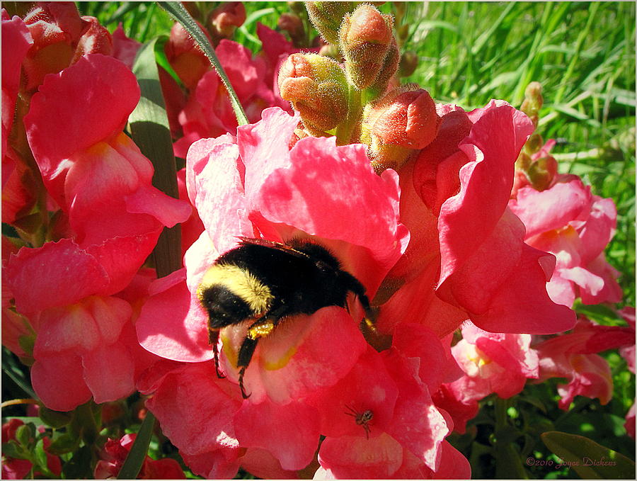 Bumblebee And Snapdragon Photograph by Joyce Dickens