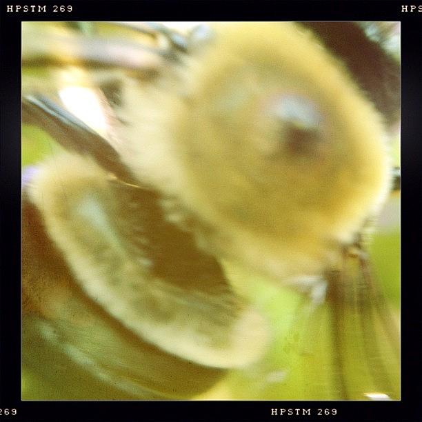 Nature Photograph - Bumblebee Beauty #hipstachallege by Molly Slater Jones