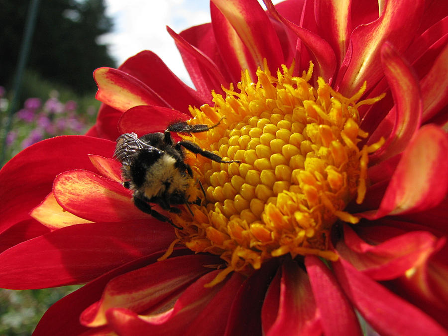 Bumblebee Dahlia 1 Photograph by Lora Fisher