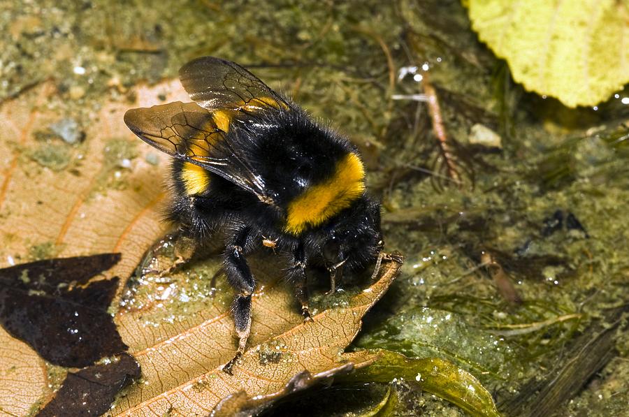 Bumblebee Drinking by Paul Harcourt Davies