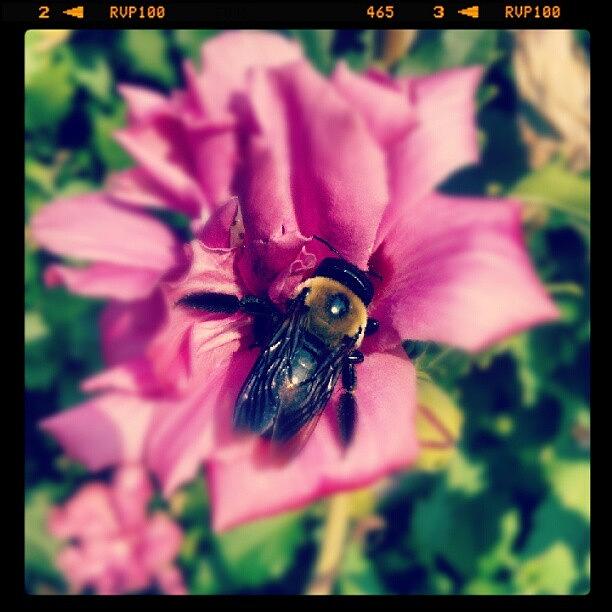 Flowers Still Life Photograph - #bumblebee #flower #garden by Melissa Lutes