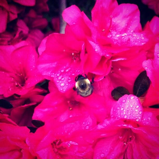 Nature Photograph - #bumblebee #flowers #raindrops #pink by Jamie Simpson