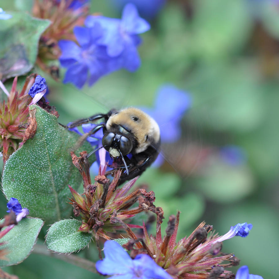 Bumblebee in Plumbago Larpentae Photograph by Victoria Porter