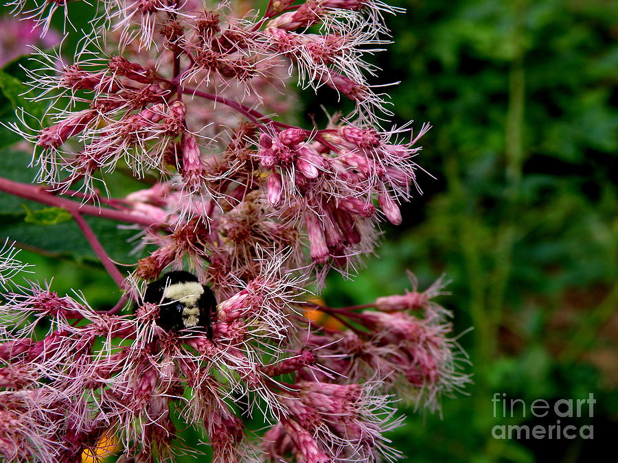 Bumblebee  Loves Joe Pye Weed Photograph by Tatyana Searcy