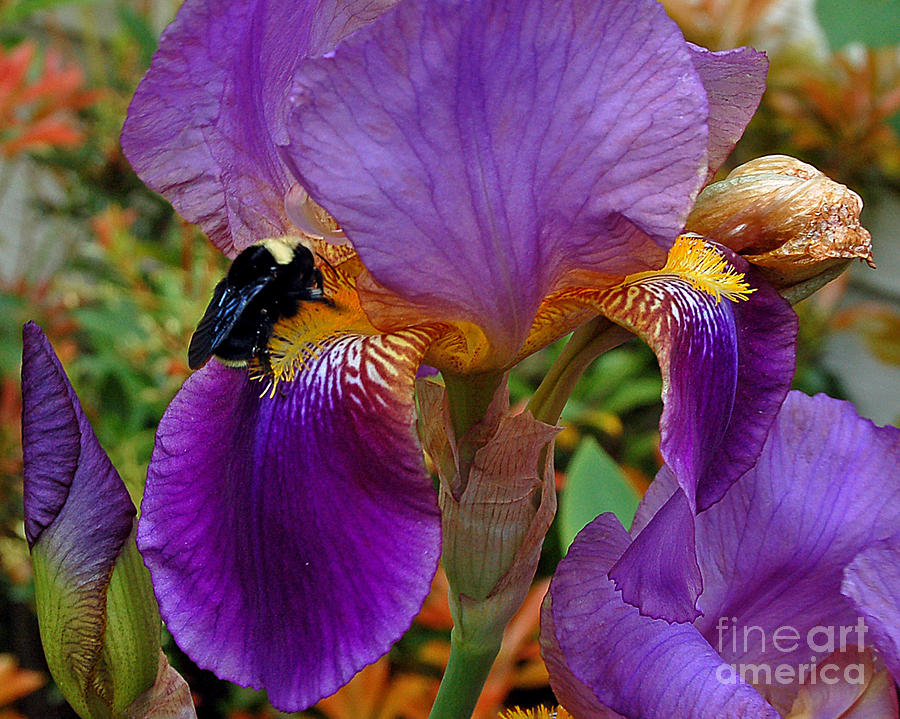Bumblebee on Bearded Iris Photograph by Chuck Flewelling