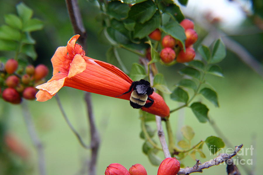 Bumblebee on the Red Trumpet Photograph by Ester McGuire