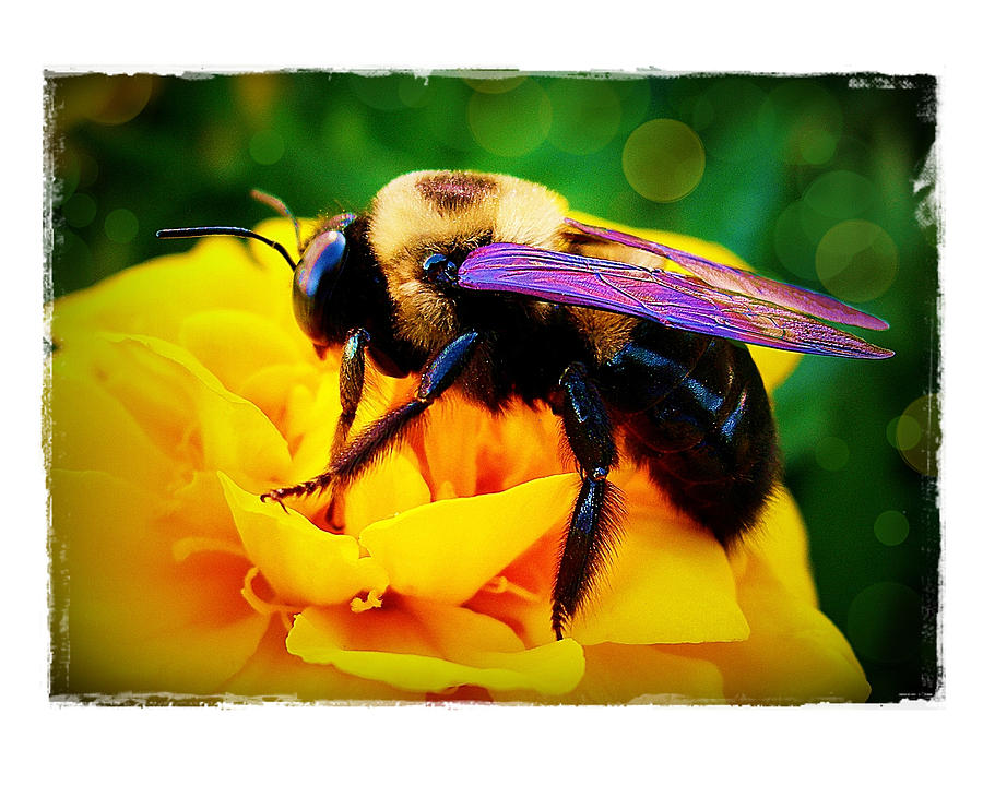 Bumblebee with Bokeh Photograph by Judi Bagwell