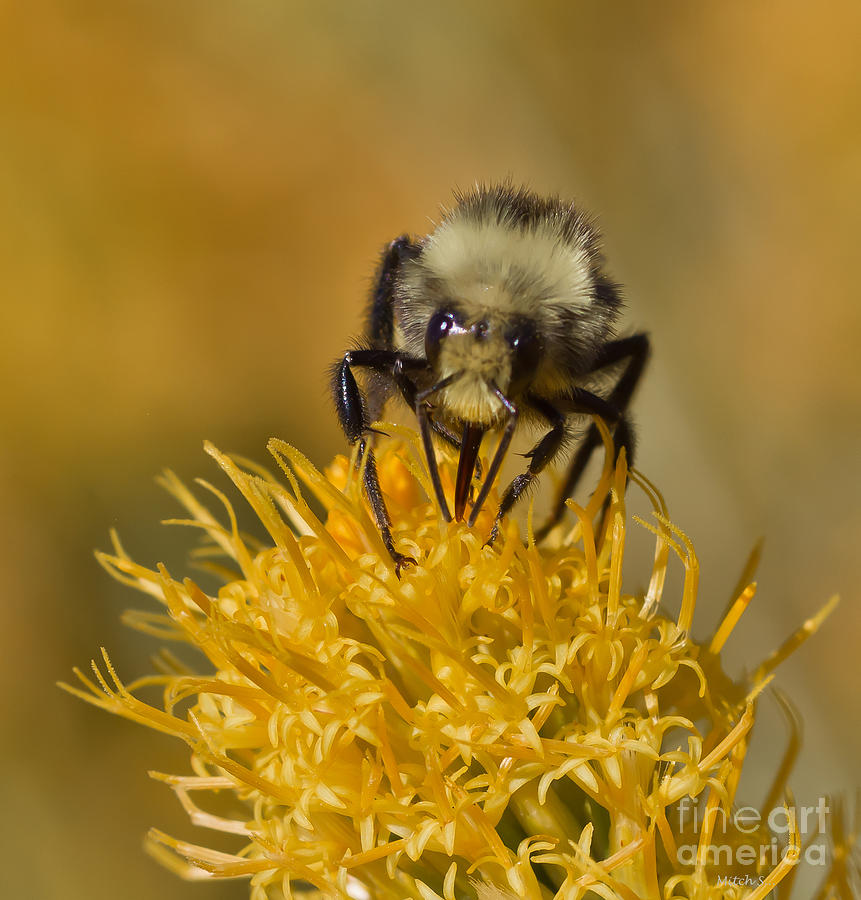 Nature Photograph - Bumbling Bee by Mitch Shindelbower