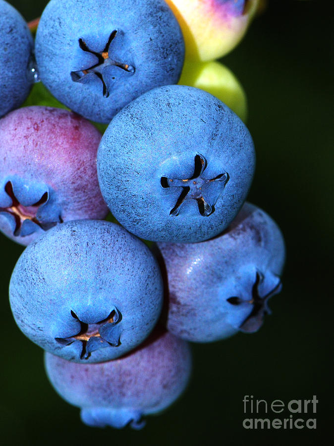 Bunch of Blueberries Photograph by Sharon Talson