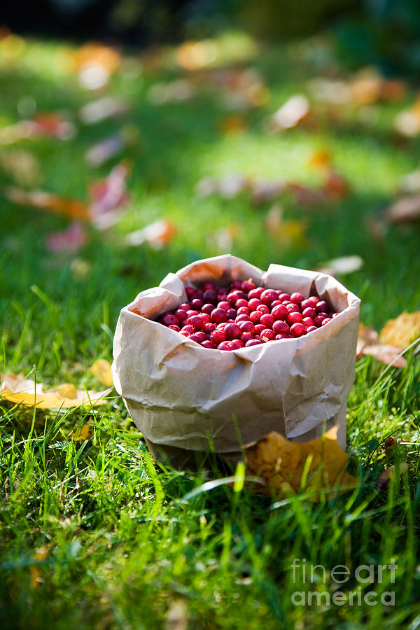 Bunch of cranberries Photograph by Kati Finell