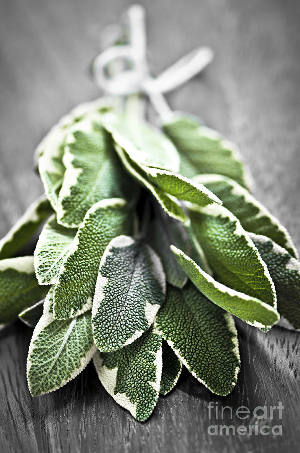 Nature Photograph - Bunch of fresh sage by Elena Elisseeva