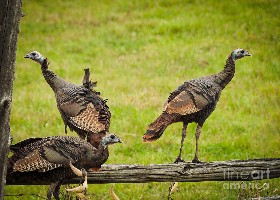 Bunch of Turkeys Photograph by Cheryl Baxter
