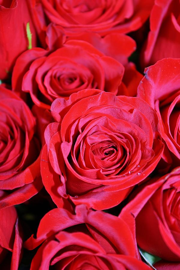 Bundle of Red Roses Photograph by Bruce Bley