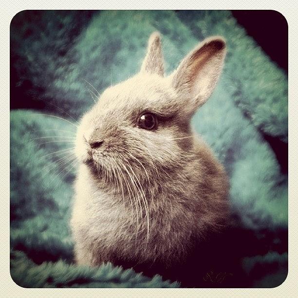 Rabbit Photograph - #bunny #dwarf #netherlanddwarf #cute by Samantha Huynh