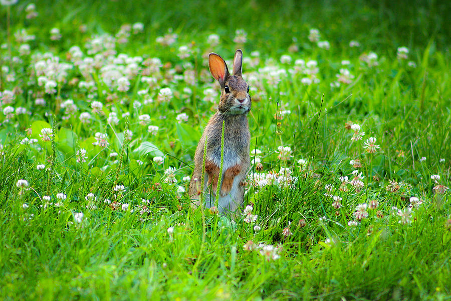 Bunny Photograph by Emanuel Tanjala