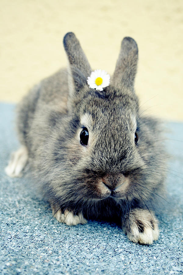 Flower Photograph - Bunny by Falko Follert