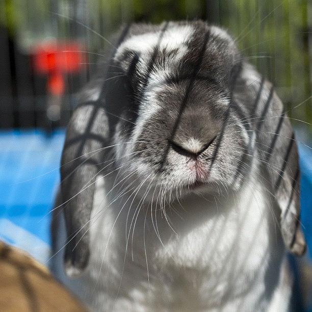 Nature Photograph - Bunny Is A Bit Sunny #bunny #rabbit by Andy Kleinmoedig