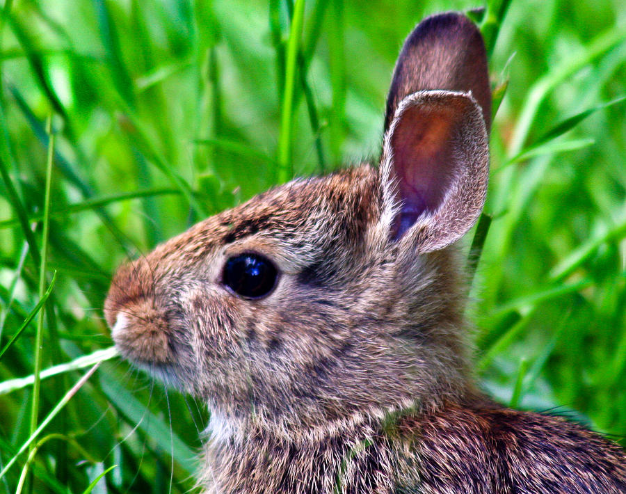 Bunny Photograph by Jean Noren