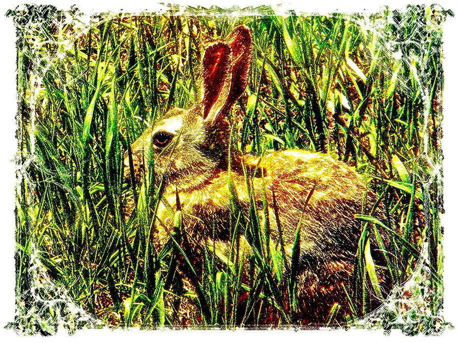 Bunny Photograph by Michelle Frizzell-Thompson