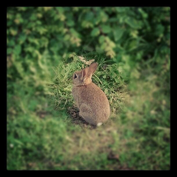Animal Photograph - #bunny, #rabbit, #fluffy, #furry by Rykan V