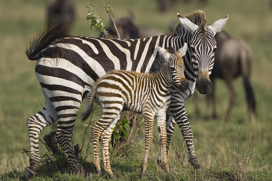 Burchells Zebra and Foal Photograph by Suzi Eszterhas