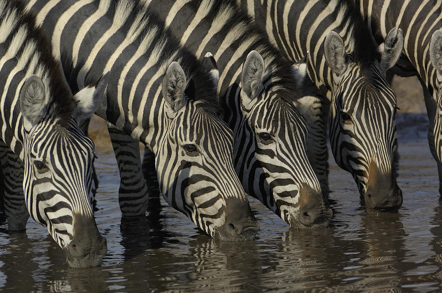 Burchells Zebras Drinking Photograph by Pete Oxford