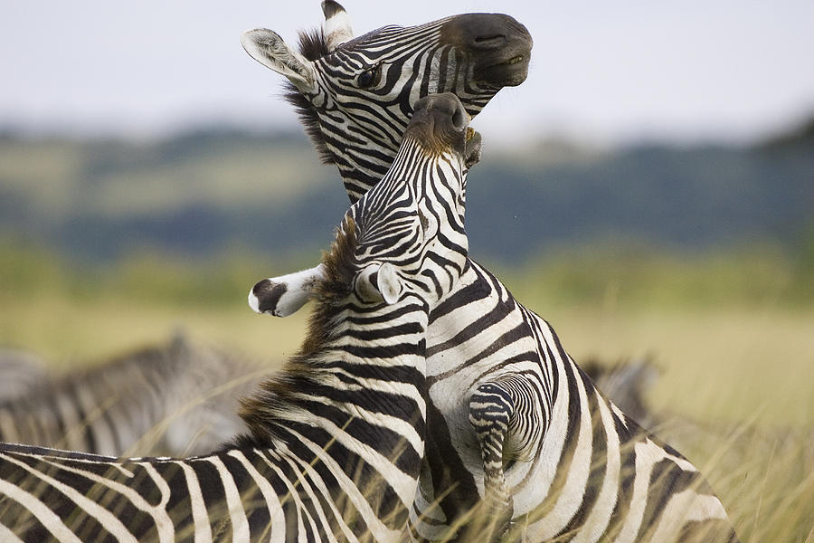 Burchells Zebra Males Sparring Photograph by Suzi Eszterhas