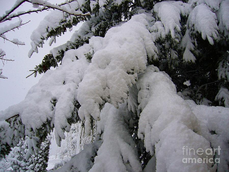 Burden of Snow Photograph by Jim Sauchyn