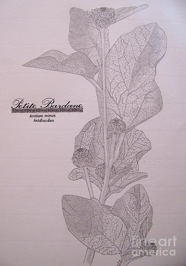 Flowers Still Life Drawing - Burdock by Sylvie Leandre