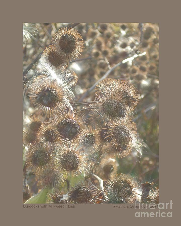 Burdock with Milkweed Floss Photograph by Patricia Overmoyer