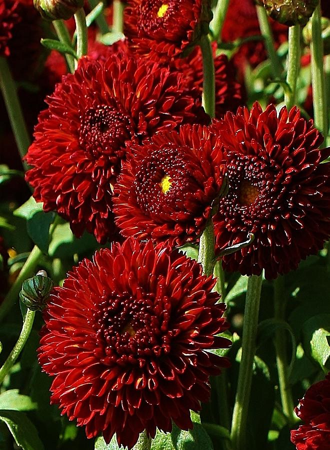Burgandy Mums Photograph by Bruce Bley