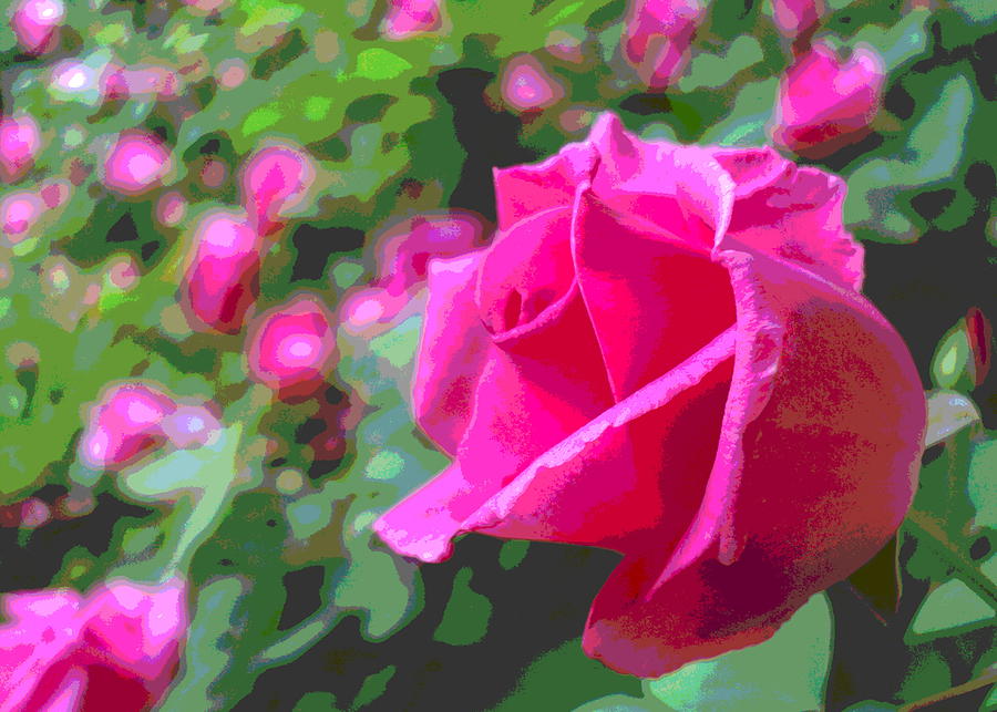 Burgeoning Pink Rose Blossom Photograph by Padre Art