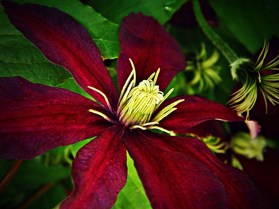 Nature Photograph - Burgundy Clematis by Chris Berry