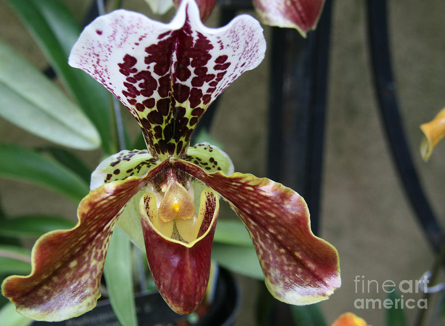 Burgundy Orchid Photograph by Patricia Molison - Fine Art America