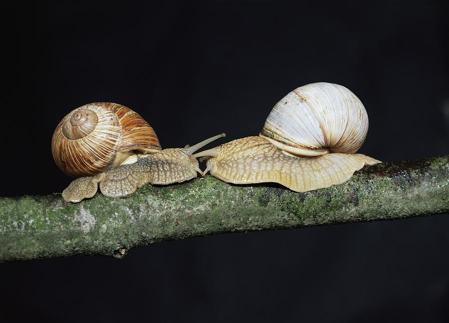 Wildlife Photograph - Burgundy Snails by Bjorn Svensson