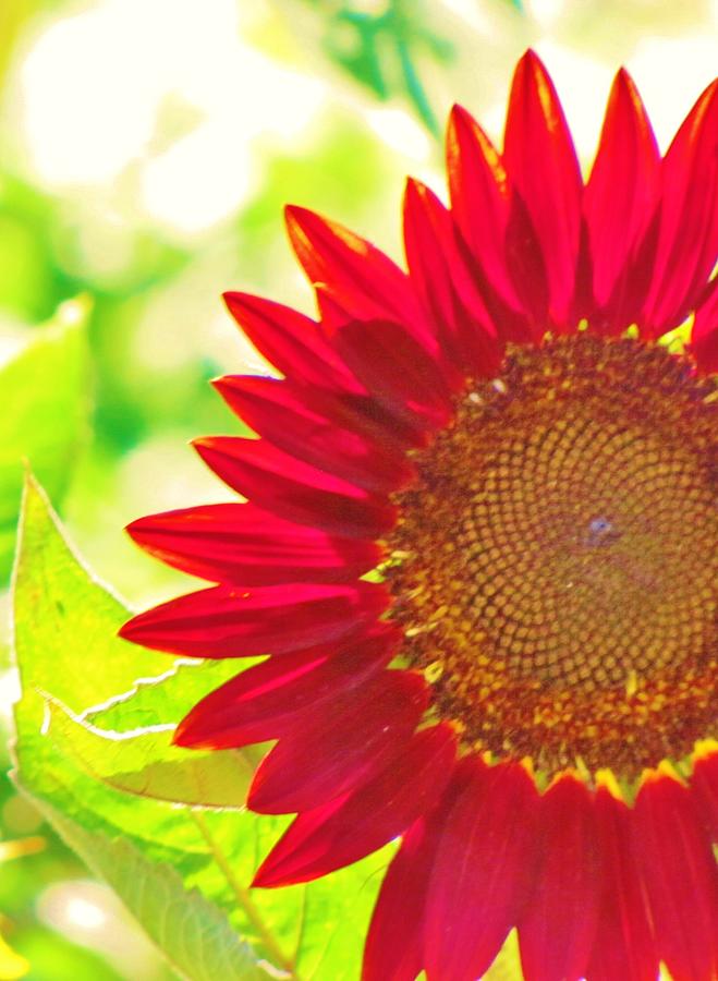 Sunflower Photograph - Burgundy Sunflower by Life Inspired Art and Decor