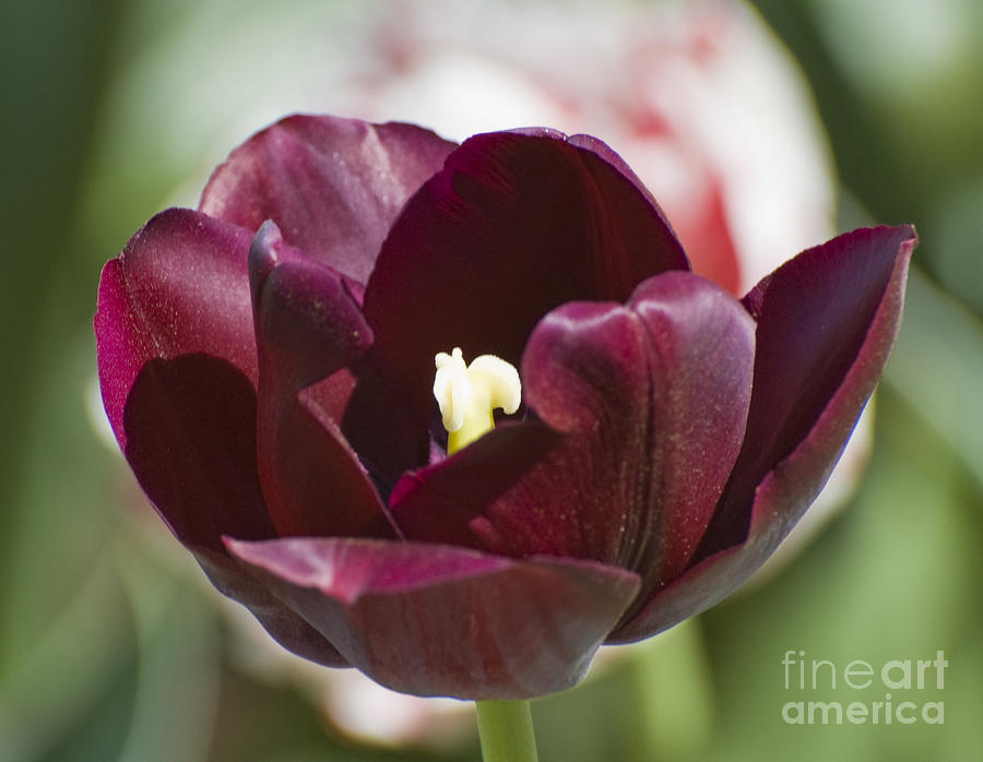 Burgundy Tulip Photograph by Tim Mulina
