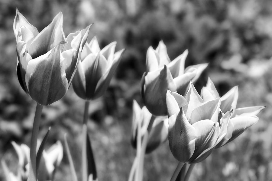Burgundy Yellow Tulips in Black and White Photograph by James BO Insogna