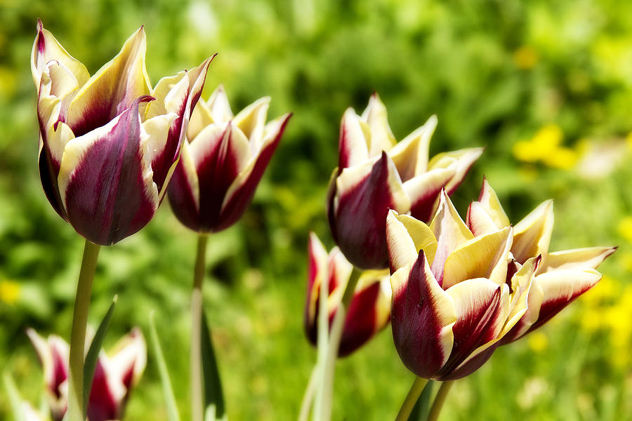 Burgundy Yellow Tulips Photograph by James BO Insogna