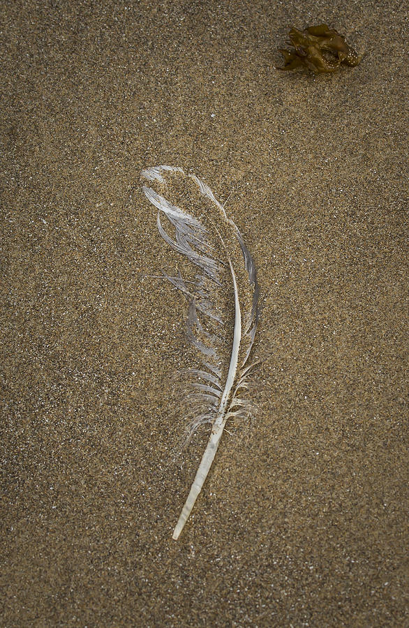 Buried Feather Photograph by Jean Noren