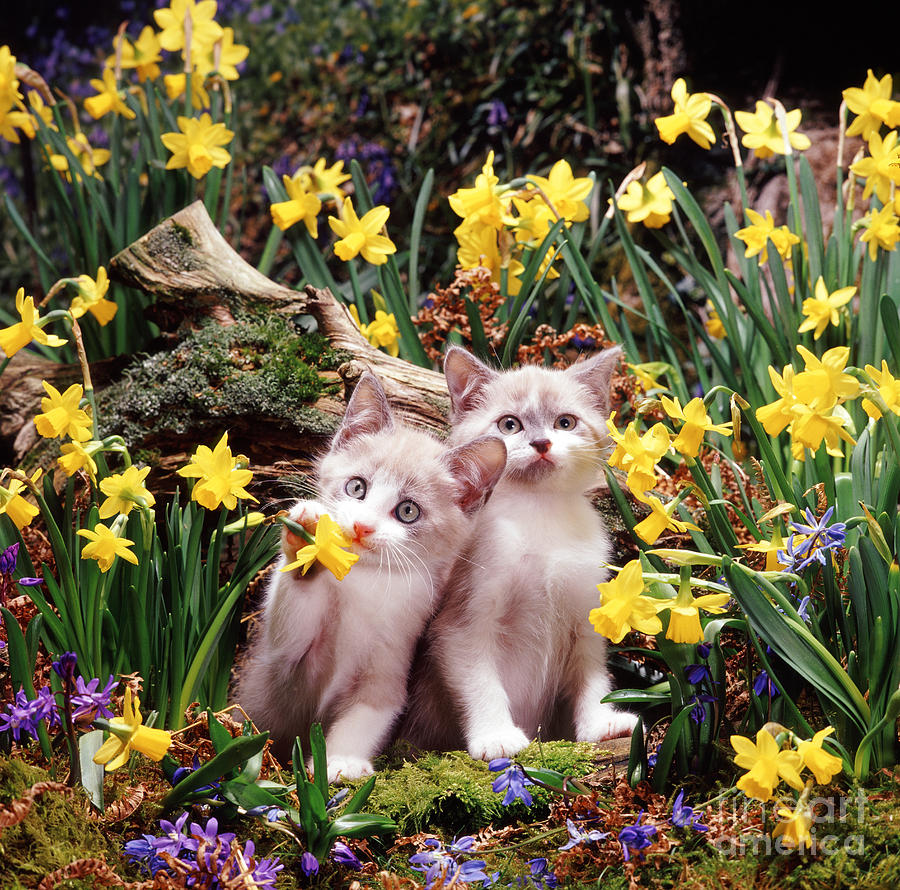 Animal Photograph - Burmese-cross Hyacinth Kittens by Jane Burton