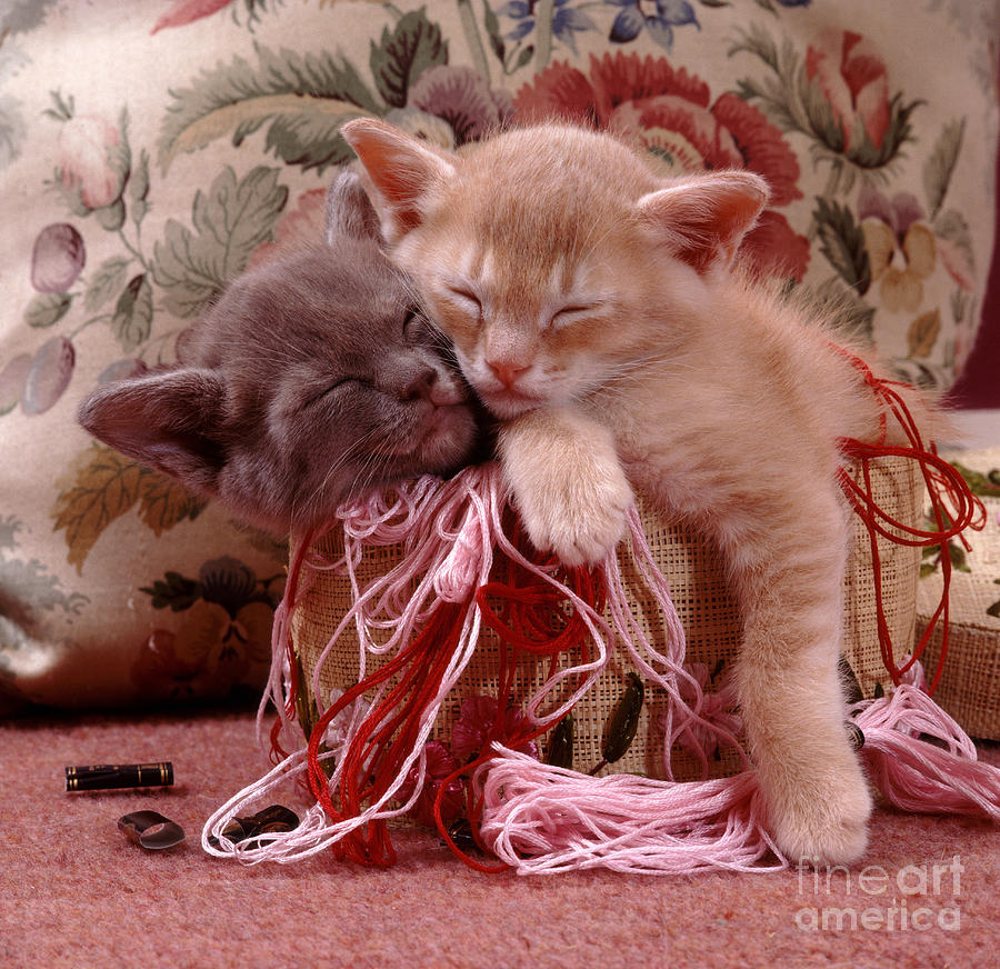 Burmese Kittens Photograph By Jane Burton Fine Art America 4854