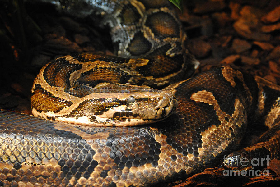 Snake Photograph - Burmese Python 2 by DiDi Higginbotham